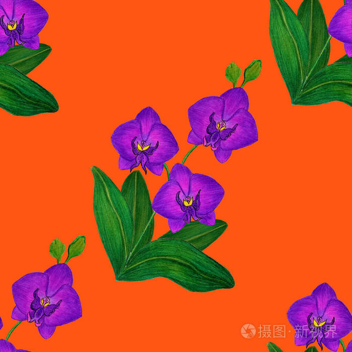 夏天 木槿 植物 植物学 卡片 自然 丛林 邀请 墙纸 开花