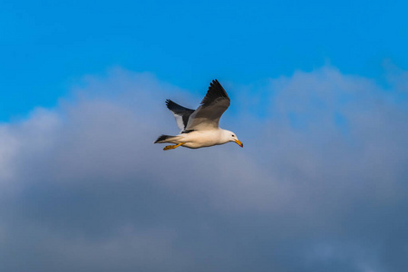海滩 海洋 动物 大西洋 航班 野生动物 飞行 海鸥 自然