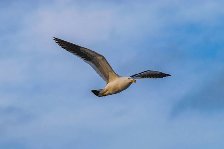 天空 海洋 海鸥 海滩 天堂 动物 野生动物 自然 航班
