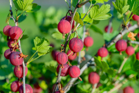 食物 饮食 灌木 浆果 甜点 生长 特写镜头 园艺 颜色