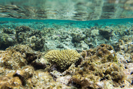 暗礁 海的 保护 大洋洲 野生动物 生活 太平洋 珊瑚 海底