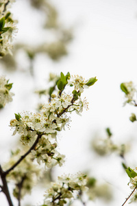 花的 生长 植物 天空 花瓣 分支 公园 美丽的 日本人