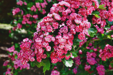 美女 夏天 花的 玫瑰 花瓣 自然 特写镜头 植物学 颜色