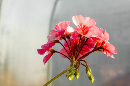 盛开 美丽的 粉红色 自然 夏天 颜色 开花 花束 植物区系