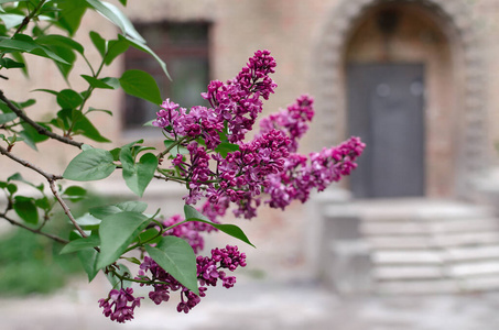 植物学 美丽的 植物 颜色 美女 紫罗兰 花瓣 特写镜头