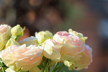 玫瑰 粉红色 植物学 开花 夏季 花园 植物 风景 自然