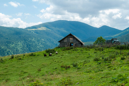 欧洲 森林 天空 夏天 阿尔卑斯山 领域 小山 木材 乡村