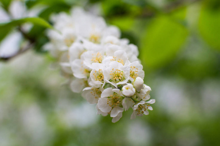 植物区系 苹果 盛开 树叶 森林 开花 植物 特写镜头 花园