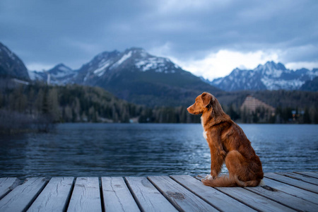 晚景.与宠物在大自然中旅行照片