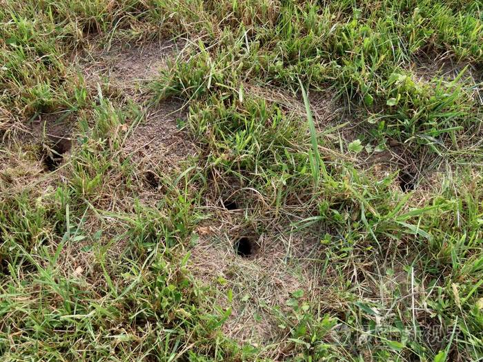 草地上的老鼠洞