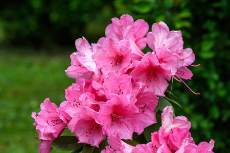 季节 花束 玫瑰 开花 粉红色 花园 夏天 花瓣 外部 自然