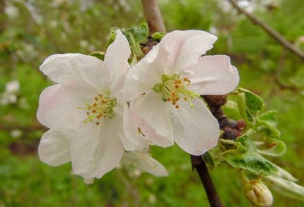 樱桃 美女 花的 花儿 自然 美丽的 花瓣 植物区系 开花