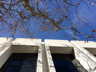 白色建筑上的树枝和影子照片