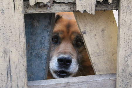 小狗 缺口 眼睛 宠物 栅栏 动物 犬科动物 朋友 毛皮