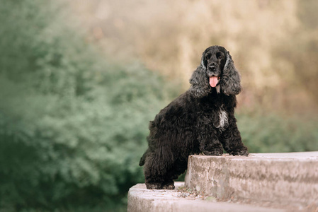 英国可卡犬夏天在户外摆姿势