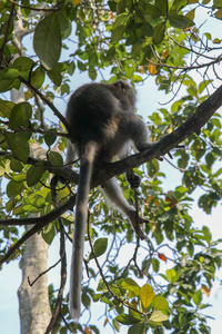 印度尼西亚 移动 森林 公园 猿猴 猕猴 家庭 动物 毛皮