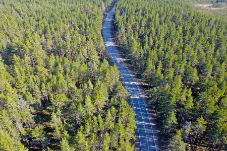 穿过松林的柏油路