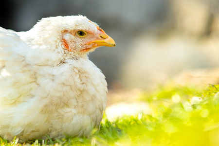 院子 生物 鸡蛋 季节 农场 自由的 牲畜 农业 动物 母鸡