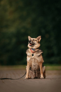 坐在户外的德国牧羊犬