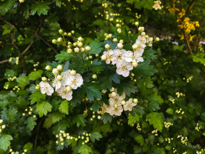 季节 山楂 美女 春天 森林 盛开 花的 开花 夏天 植物