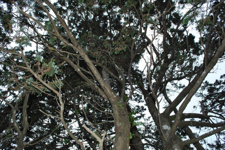 分支 树叶 环境 树干 苔藓 夏天 木材 自然 森林 蕨类植物