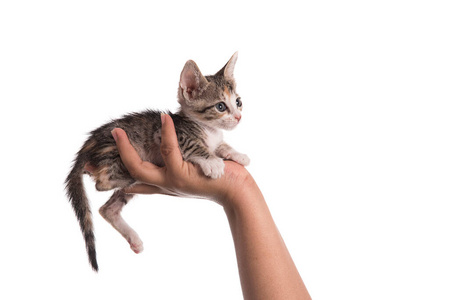 棕榈 猫科动物 宝贝 软的 照顾 宠物 毛茸茸的 哺乳动物