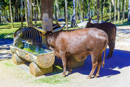 many beautiful, strong zebras eat from one trough. 