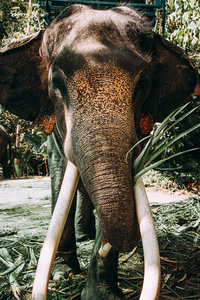 大象 树干 环境 皮肤 象牙 耳朵 象牙色 权力 旅行 食草动物