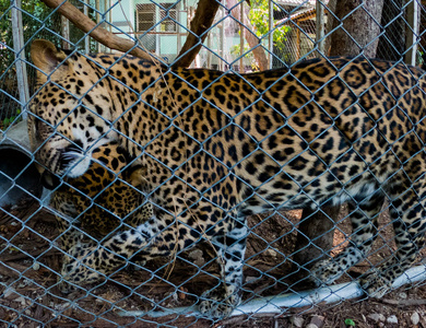 面对 西伯利亚 食肉动物 野猫 自然 打猎 虎妞 捕食者