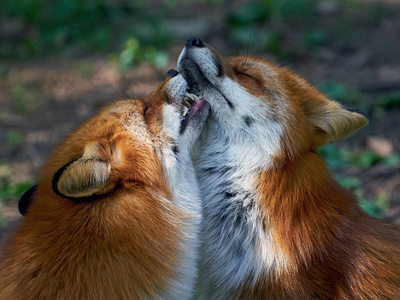 栖息地 动物 环境 动物群 野生动物 荒野 狐狸 自然 哺乳动物