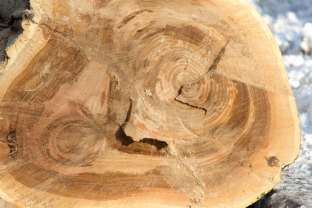 树皮 裂纹 纹理 生活 橡树 粮食 材料 树桩 木材 硬木