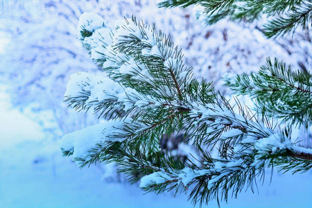 细枝 雪花 特写镜头 针叶树 雾凇 假日 新的 冬天 白霜