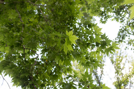 天空 太阳 生态学 环境 春天 植物 树叶 美丽的 森林