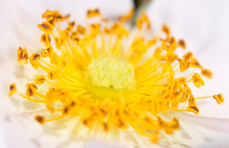 特写镜头 花园 开花 植物学 春天 蒲公英 颜色 宇宙 夏天