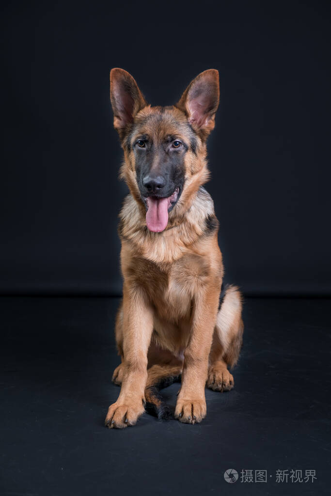 一只德国牧羊犬的肖像3岁全身坐着前面黑色背景临摹空间