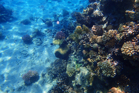 埃及 海的 珊瑚 暗礁 生活 浮潜 旅行 野生动物 水族馆