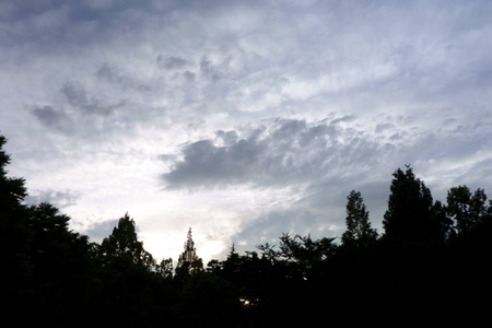 东京 天空 森林 暮光 风景 美丽的 木材 日落 夏季 轮廓