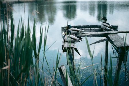 动物 鸭子 可爱的 海滨 木材 奥地利 羽毛 码头 涟漪