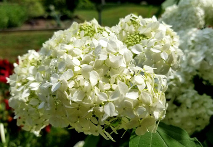 自然 植物区系 颜色 特写镜头 绣球花 季节 开花 春天