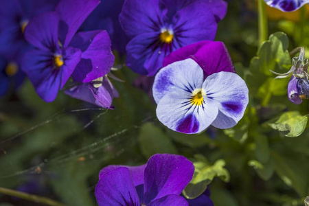紫色 自然 环境 美丽的 草地 美极了 特写镜头 植物学