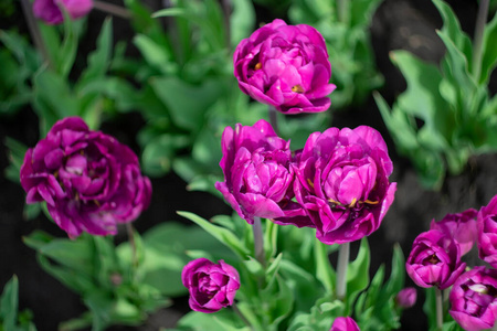 植物区系 花束 美丽的 春天 开花 粉红色 领域 浪漫 特写镜头