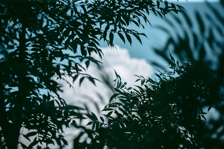 树叶 季节 春天 木材 植物区系 风景 天空 森林 太阳