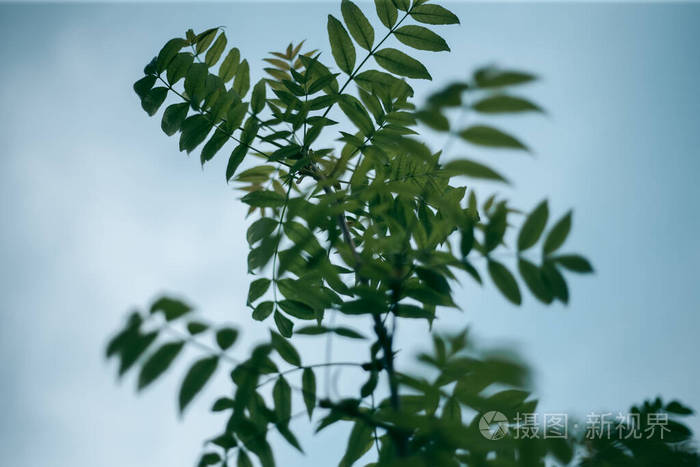 天空 射线 春天 树干 木材 风景 夏天 太阳 美丽的 公园