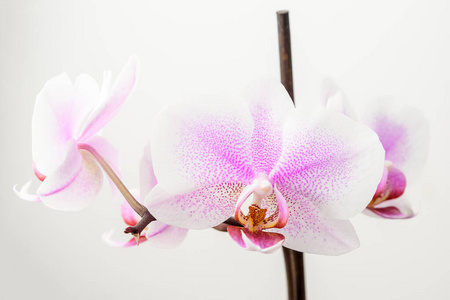 花园 花的 植物区系 春天 植物学 盛开 特写镜头 紫色