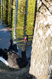 纸张 家庭 站立 面对 动物 水禽 男人 鸭子 公园 地区