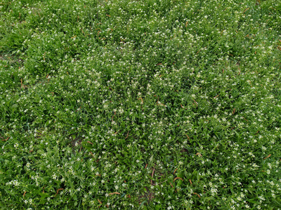 春天 植物 树叶 植物区系 公园 草坪 自然 花园 草药