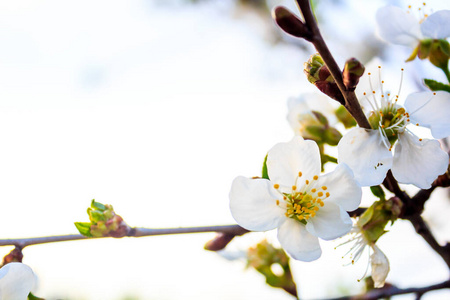 樱桃 植物 天空 季节 特写镜头 春天 分支 自然 樱花