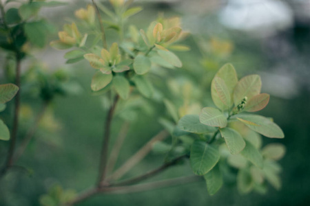 植物区系 阳光 森林 美丽的 木材 天空 射线 季节 日光