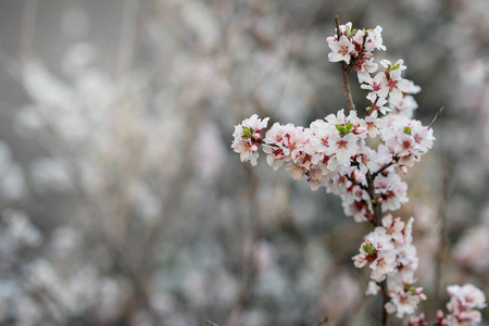 春天 开花 植物区系 季节 盛开 樱桃 美女 分支 冬天