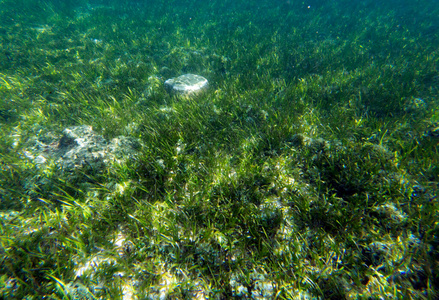 环境 海洋 水肺 植物 水下 氧气 生活 旅行 动物 自然